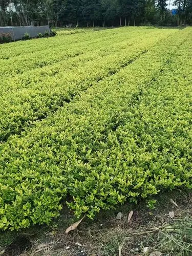乒乓球台彈力标准